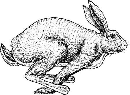 The Jackrabbit Speaks Newsletter